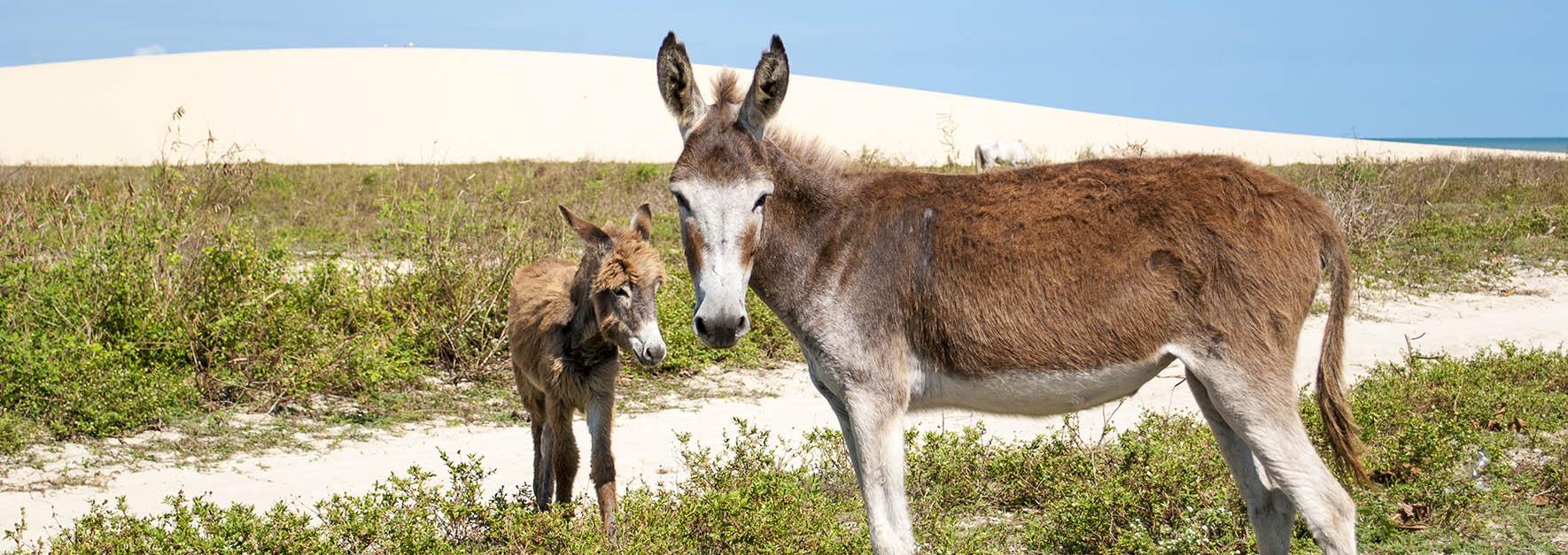 JERICOACOARA: Diversão garantida